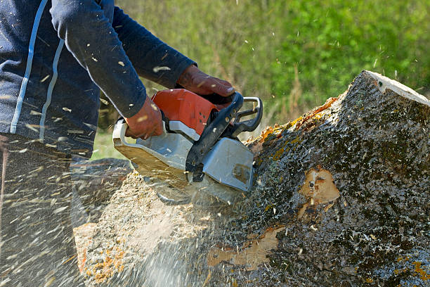 Best Tree Trimming Near Me  in Orofino, ID